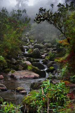 agoodthinghappened:  Hidden Forest by Juan Diego Rivas on Flickr.