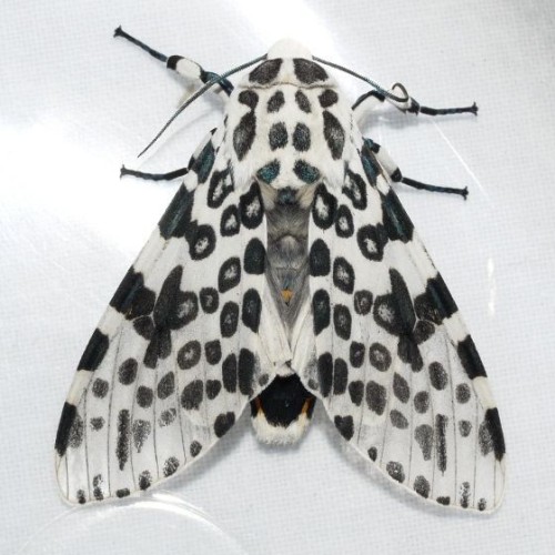 The Giant Leopard Moth (Hypercompe Scribonia) Is A Moth Of The Family Erebidae. They Are Distributed
