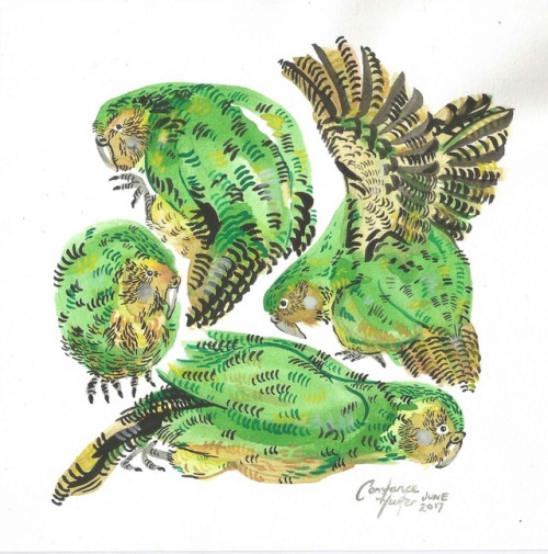 Kakapo