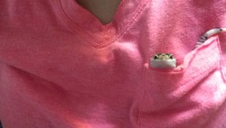 rate-my-reptile:  norahbearr:  Pocket Gecko