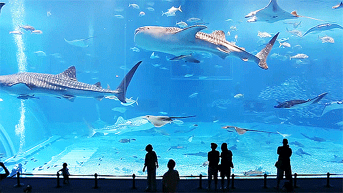 jesseredman:Okinawa Churaumi Aquarium