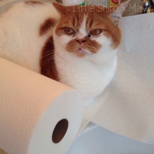 Shiro: I’M ONE WITH THE PAPER TOWELS!!!A Shiro calendar coming soon? ^^(submitted by littleshiro)