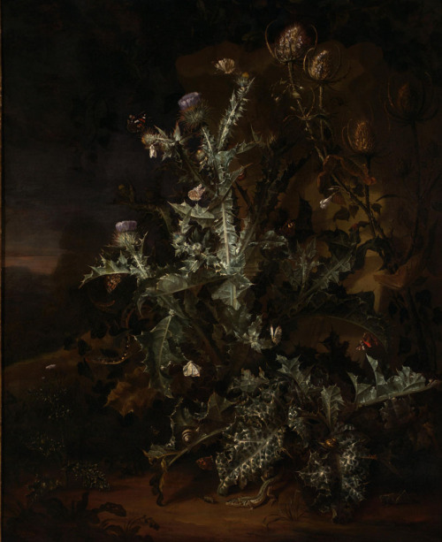 eumycota:  Otto Marseus van Schrieck  