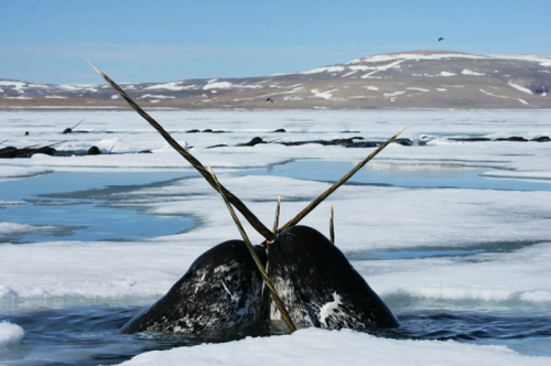 girlzwithcurves:mizzjade:wolfraid:Mystic.I spent years thinking narwhals were completely fictional.w