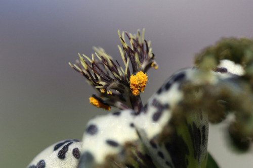 Ferraria crispa © Uluwehi Knecht