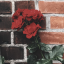 reddloverr