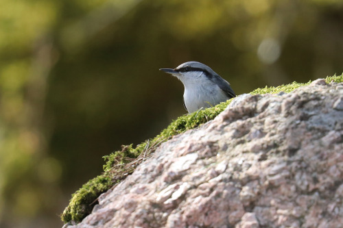 Birds photographed on a Sunday walk.