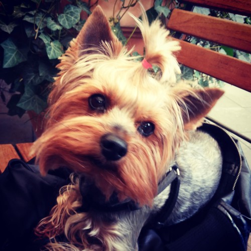 My yorki ♥