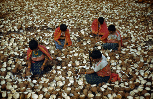 San Blas Indians crack coconuts for copra in Panama, November 1941.Photograph by Luis Marden, Nation