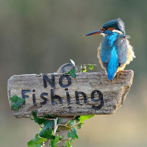 beautifulpicturesamazing: kingfisher beautiful amazing