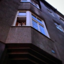 cat-in-windows:  prague@tera_v Instagram