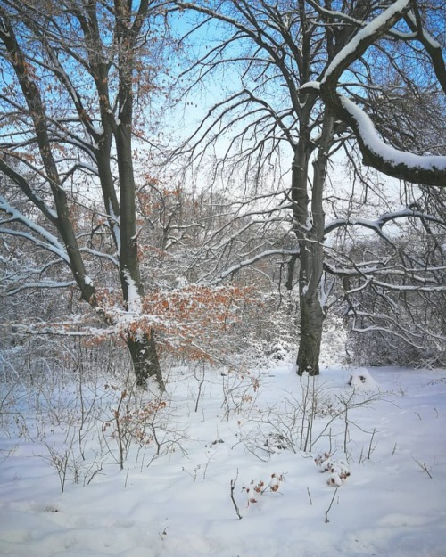 #winter #forest #nature #snow #white #cold #landscape #fairyland #frozen #❄️ #myphotos