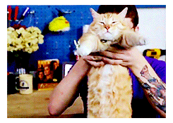 gfrees:  RT Meme » [02/03] Things  Joe the Cat || Innovator, genius, a creative