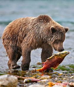 drowning-worms:  Fishing bear by Buck Shreck.