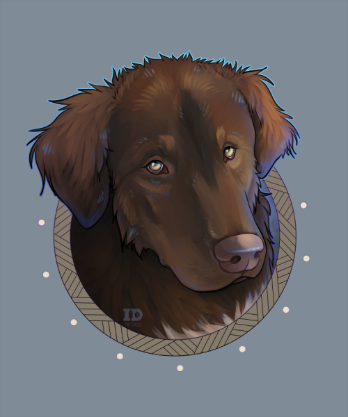 3 hour gift portrait for someone whose dog is going through a terrible time after a car accident. Wi