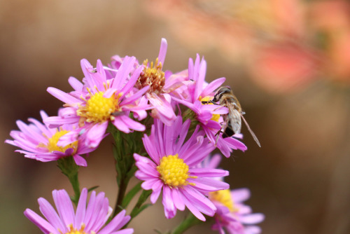 Aster, always the last flower to bloom in my garden. 