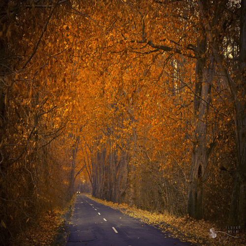 road of gold - EXPLORE #1 - 01/02/12 by ildikoneer on Flickr.