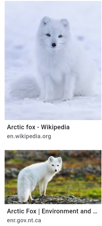 Fundy Dragon, Foxes of Gaming Wiki