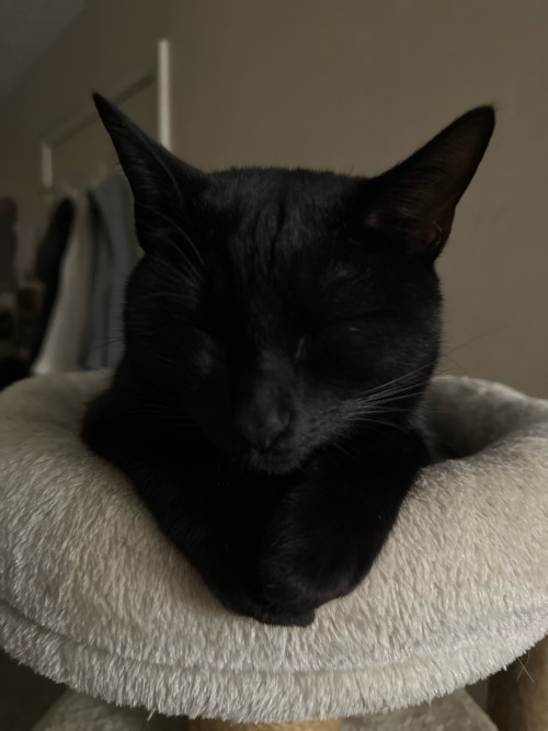 Pink & Black Toe Beans, Black Paws, Black & Pink Ears, Black Tail, Gold Eyes, These Were The Ingredients