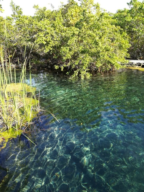 kimaroundtheworld:Yalahau cenote - Holbox, Mexico