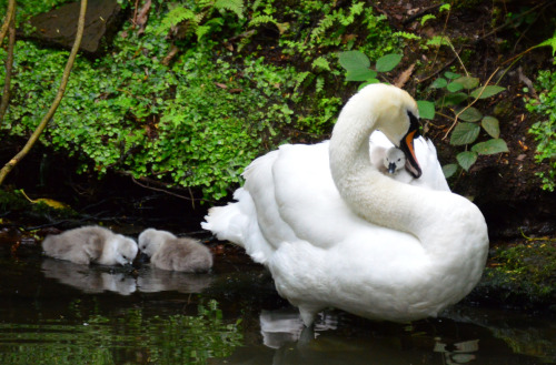 happy family