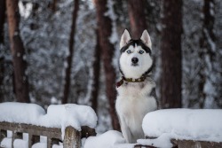 handsomedogs:   Siberian Husky.   Sergey
