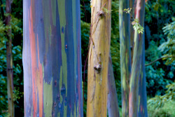 sosuperawesome:  The Rainbow Eucalyptus. Patches of outer bark are shed annually at different times, showing a bright green inner bark. This then darkens and matures to give blue, purple, orange and then maroon tones. Click pictures for sources. 