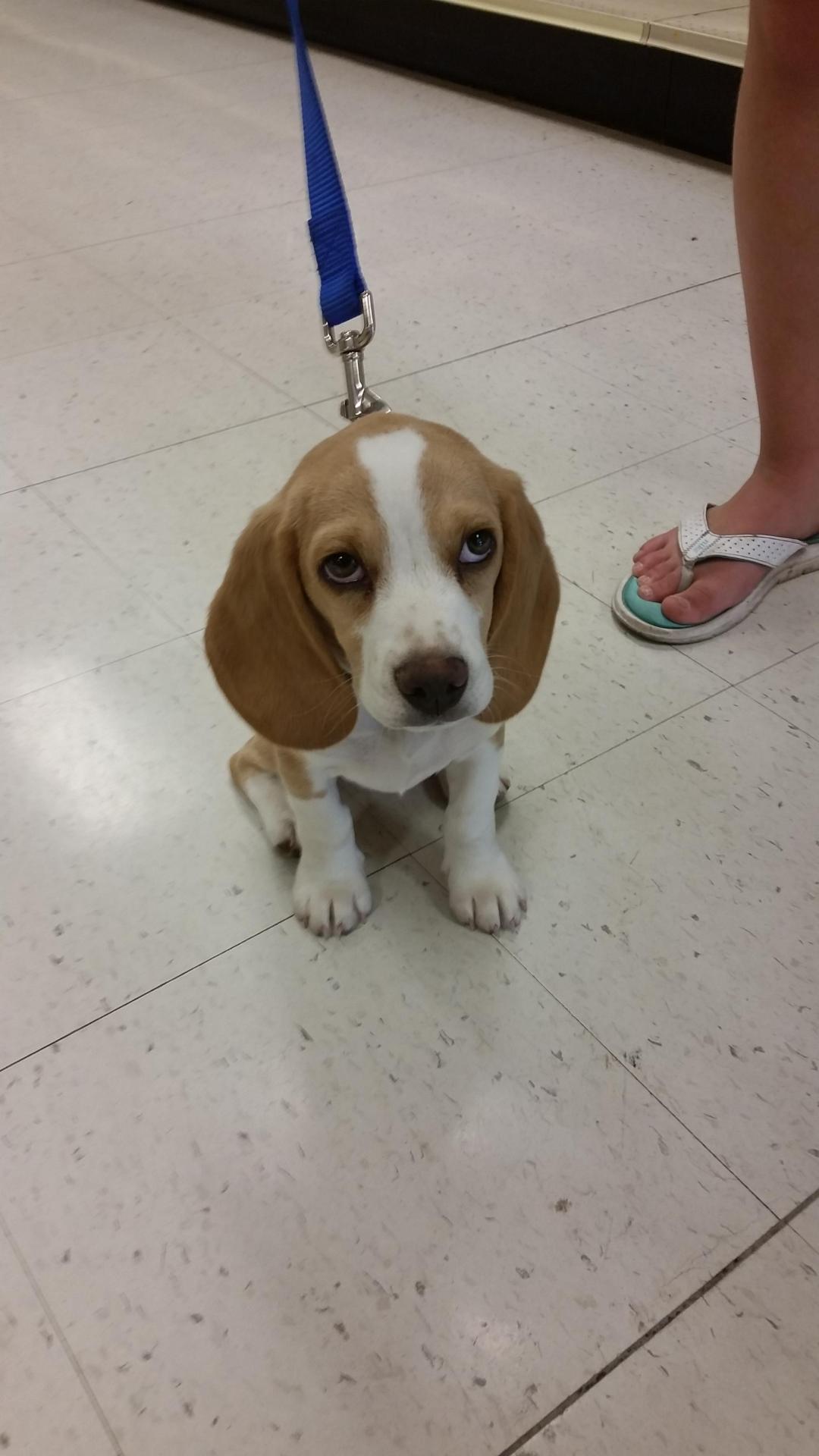 awwww-cute:  This little guy came into the store today! (Source: http://ift.tt/1GdKAcI)