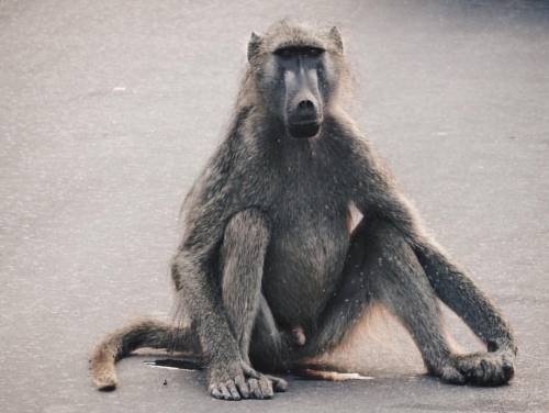 … #monkey #nature #photography #new #selfmade #wildlife #southafrica #krugernationalpark #kru