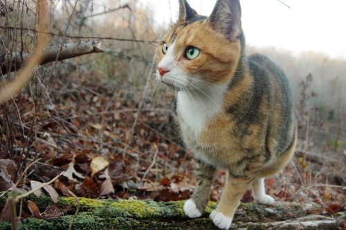 frolicingintheforest:Maggie is so photogenic, it’s ridiculous. &lt;3