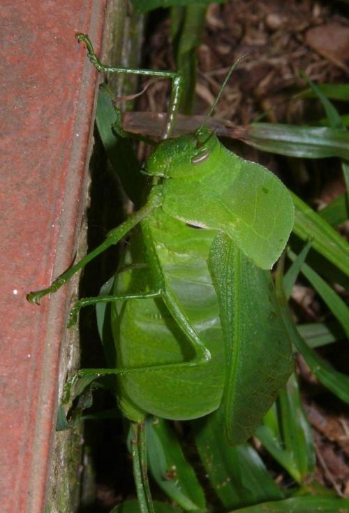 onenicebugperday: African bladderhopper, Bullacris membracioides, Pneumoridae, AcridideaFound in so