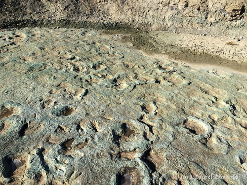 jadewolf-photography:Mill Creek Dinosaur TracksiteVarious Dinosaur TracksEarly Cretaceous (~112 mill