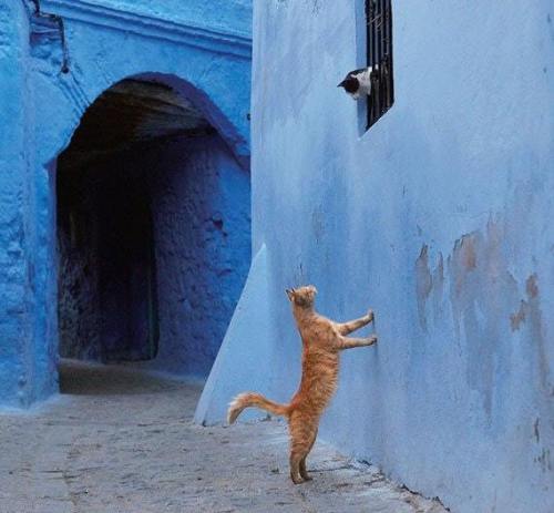 Ro-meow and Juliet&hellip;via the-dutch-rose