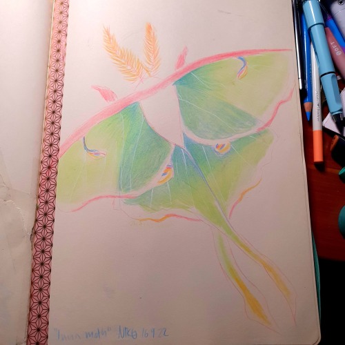 Just A Very Pastel Luna Moth For Now :>