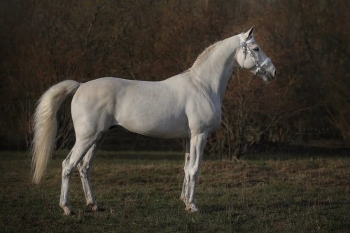 Orlov Trotter stallion Blagovest
