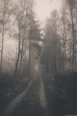 josteinsen:  forrest road on Flickr. 