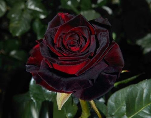 thingsfromthedirt:dark roses