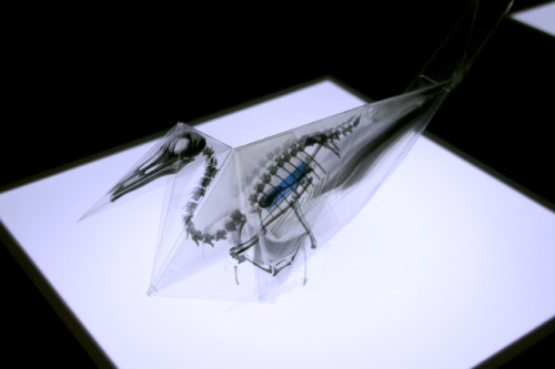seluded:  Oritsunagumono: X-Ray Origami by Takayuki Hori Takayuki Hori has created this stunnin