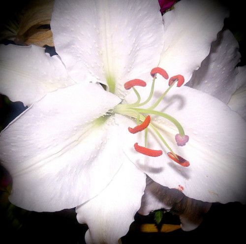 chillypepperhothothot:  Lily.. on Flickr.