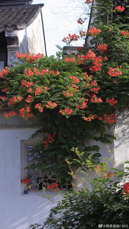 fuckyeahchinesegarden:blossoms of chinese trumpet creeper by 暗香盈袖1965