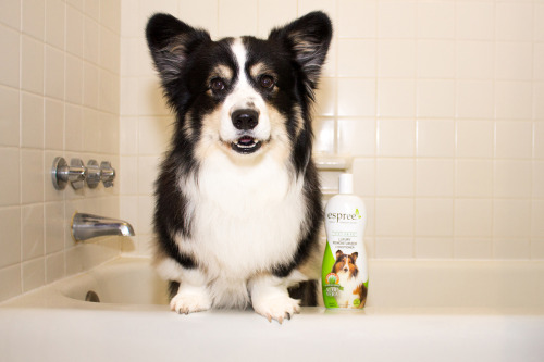 Pudge won an Espree dog shampoo contest. We get a fun basket filled with stuff. Pudge wins more bath