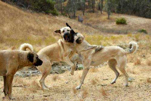 livestockguardiangod:Wrestling Anatolian Shepherds of Siginak Anatolians, source