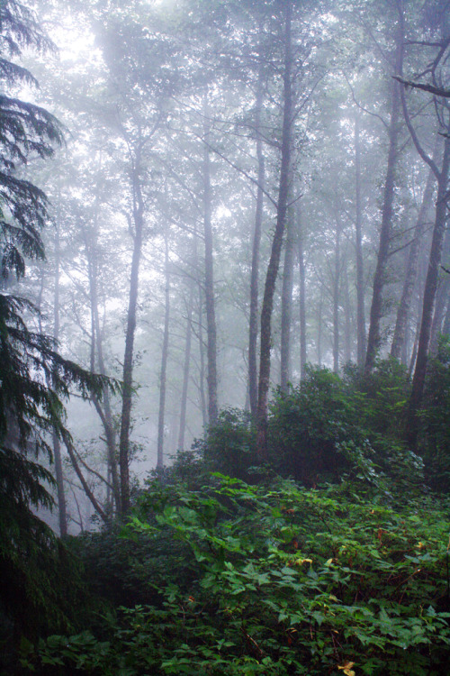 bright-witch: Oregon Coast, film photography by me. Please do not remove credit!