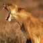blazinglioness