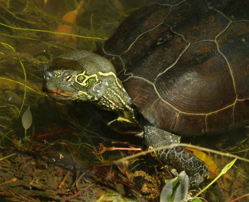 A Chinese pond terrapin - Mauremys reevesii - pootling about in a canal in Kyoto.