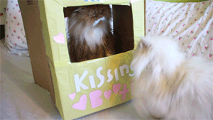 bored-no-more:  Cat is jealous ! why does she get the box!