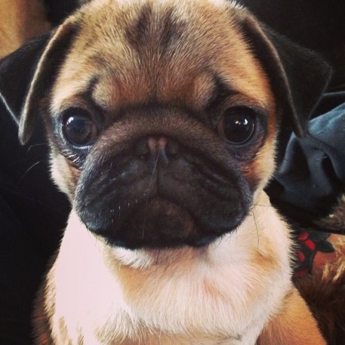 youngdreamerlove:  So cute *_*  -follow me