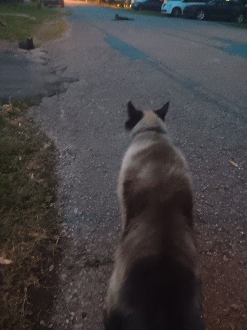 This Thing Sounded Posessed And Tried To Fight Four Other Cats Within Two Minutes Of Stepping Off Of