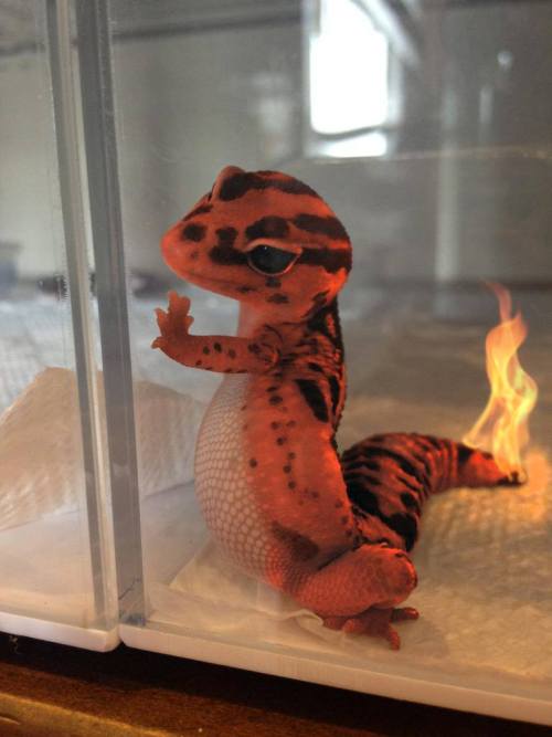 retrogamingblog:  The rare Spotted Charmander 