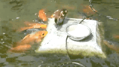 untexting:  gifsboom:  Little Duck Feeding The Fish.   this is amazing 